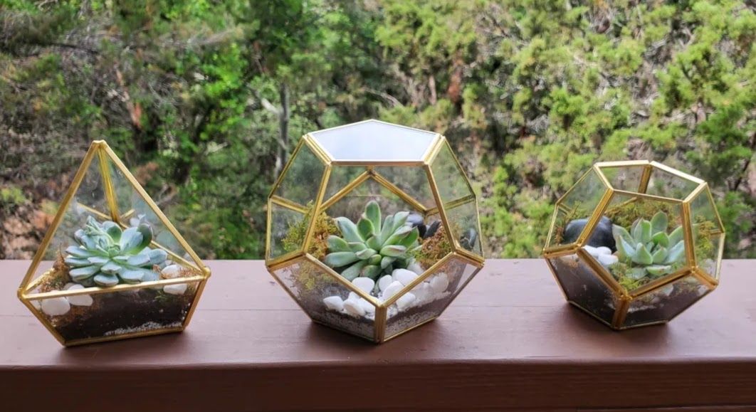 Succulents planted in brass geometric terrariums — modern, architectural, and distinctly premium.